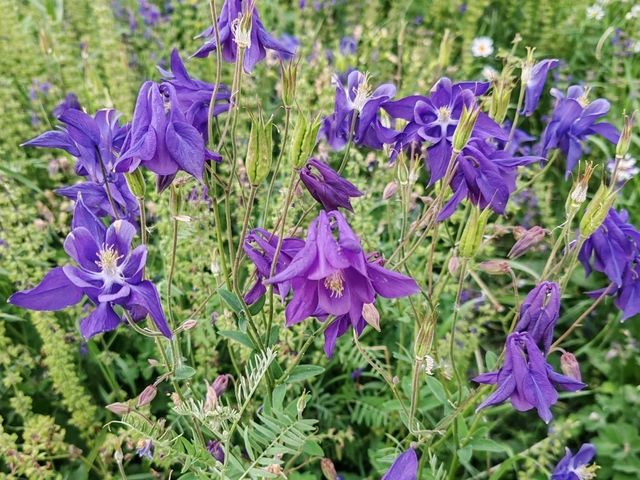 A Sea of Flowers, A Tranquil Heart