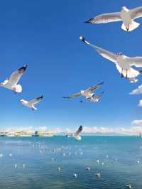 Echoes of the Plateau: The Magic of Qinghai Lake