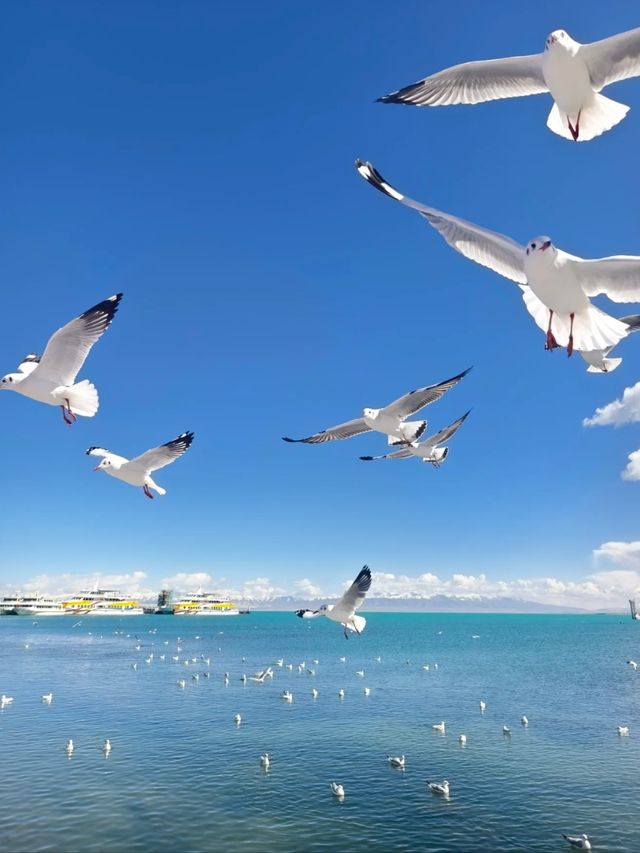 Echoes of the Plateau: The Magic of Qinghai Lake