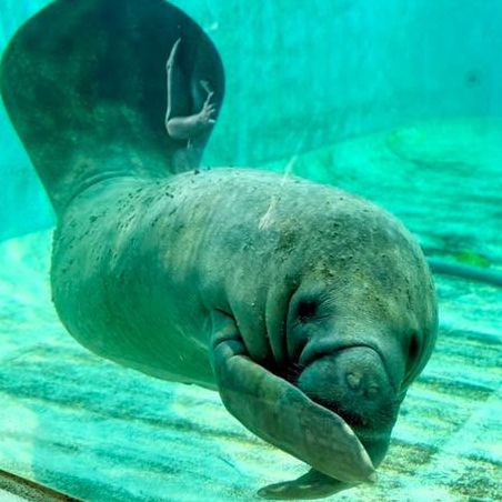Churaumi Aquarium: A Solo Diver’s Odyssey into Okinawa’s Blue Abyss"** 🐋🌊