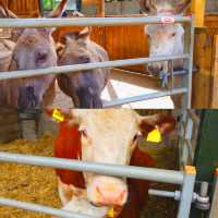 Reddish Vale Farm