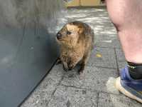 Rottnest Island