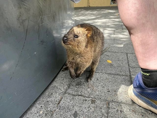 Rottnest Island