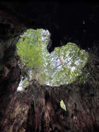 神秘の森・屋久島で“もののけ姫”の世界に迷い込む旅