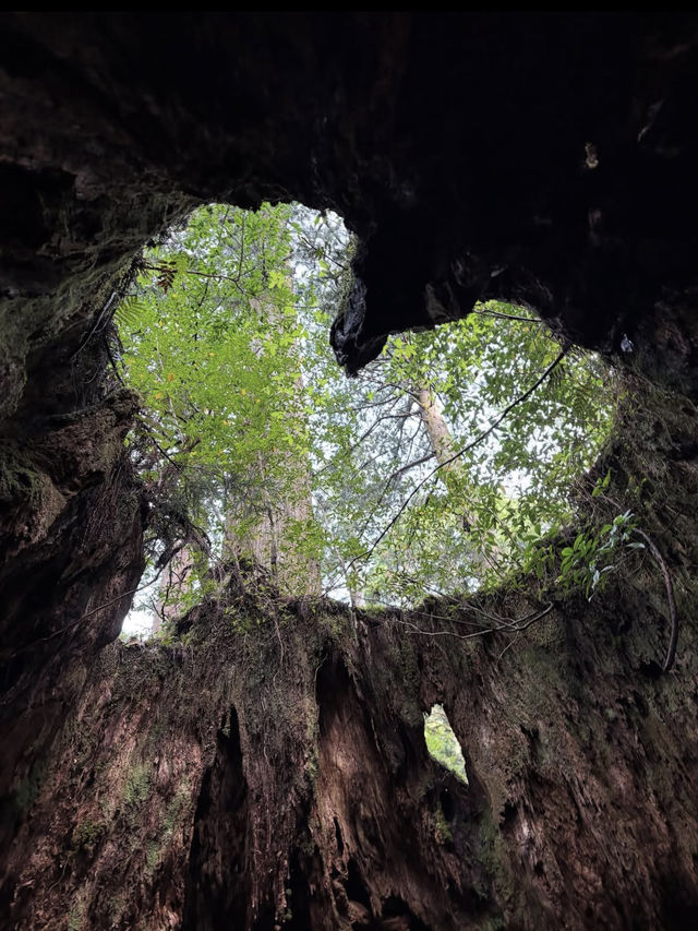 神秘の森・屋久島で“もののけ姫”の世界に迷い込む旅