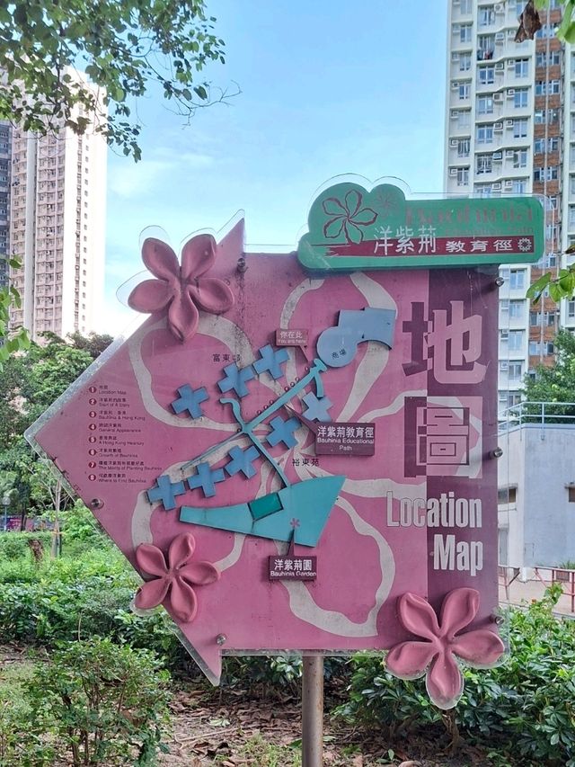東涌尋紫荊｜洋紫荊教育徑小記｜小眾社區景點與親子自然課
