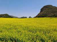 Luoping - Sea of Rapeseed Flowers in Yunnan.