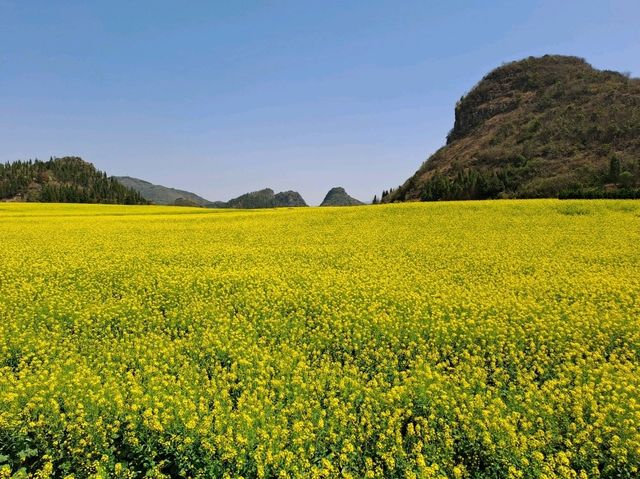 Luoping - Sea of Rapeseed Flowers in Yunnan. Luoping - Sea of Rapeseed Flowers in Yunnan.