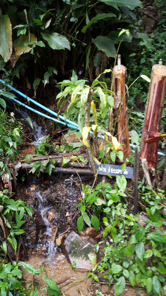 🌿 Mae Kampong: A Hidden Gem in Chiang Mai’s Misty Mountains