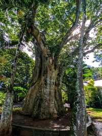 🌴 Sir Seewoosagur Ramgoolam Botanical Garden – Mauritius’ Green Jewel 🌴