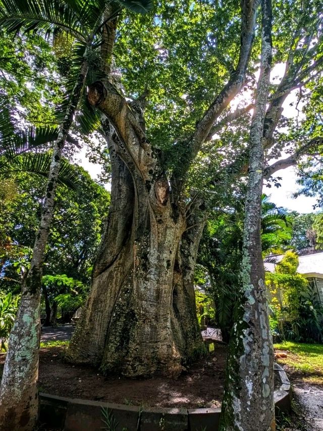 🌴 Sir Seewoosagur Ramgoolam Botanical Garden – Mauritius’ Green Jewel 🌴