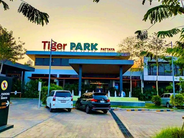 與猛獸近距離接觸的芭提雅老虎園 Tiger Park Pattaya