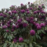 Dreamy Nature in Royal Botanic Gardens (Edinburgh)