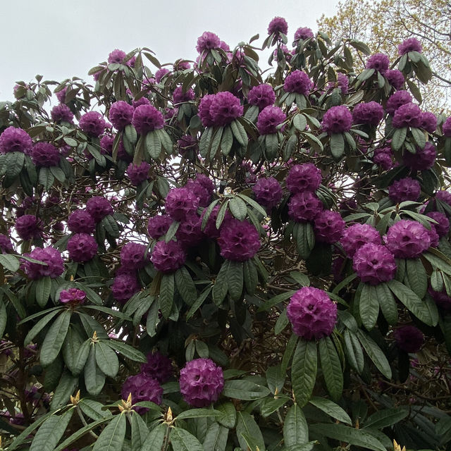 Dreamy Nature in Royal Botanic Gardens (Edinburgh)