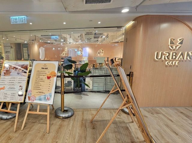 與70隻貓貓同聚餐的體驗 與70隻貓貓同聚餐的體驗