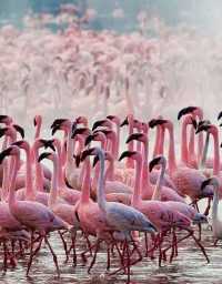 15-day luxury safari plan Zambia → Zimbabwe → Kenya → Tanzania,