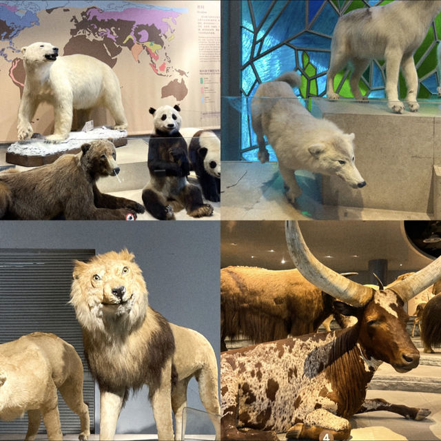 เยี่ยมชม Shanghai Natural History Museum 🦋