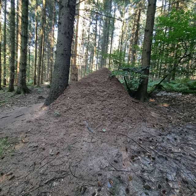 Rold Skov