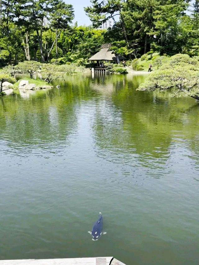 SHUKKEIEN GARDEN. SHUKKEIEN GARDEN.