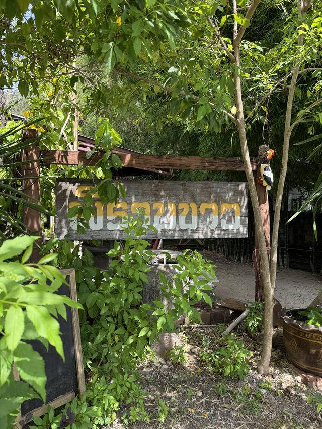 ร้านพิราบขาว อาหารป่า อ.สูงเนิน โคราช ร้านพิราบขาว อาหารป่า อ.สูงเนิน โคราช