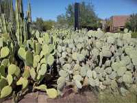 Desert Botanical Garden