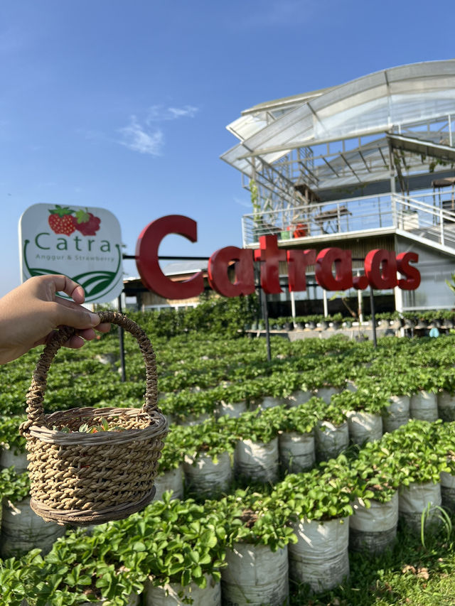เก็บสตอเบอรี่ที่สวน Catra strawberry @Indonesia 