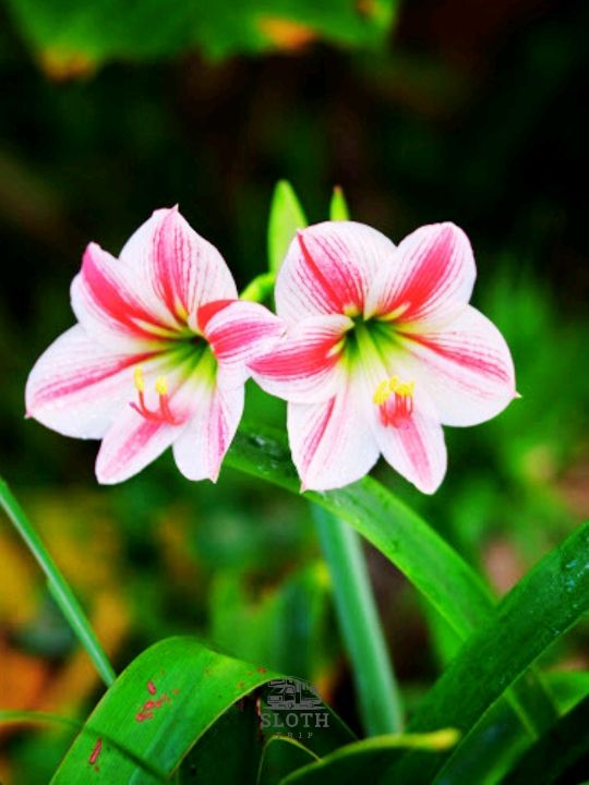 🌹วัดนาคูหา จังหวัดแพร่