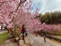 櫻花竹林秘境．石壁山壯麗之旅