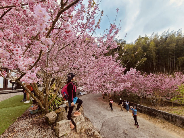 櫻花竹林秘境．石壁山壯麗之旅