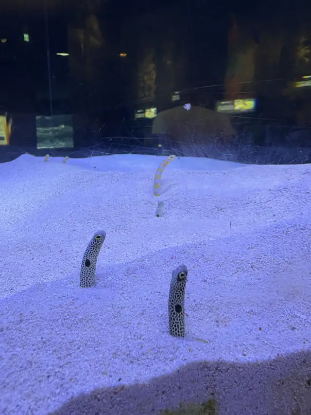 The Enchanting World of the Sea