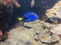 桜島も見える！ロケーション最高の水族館