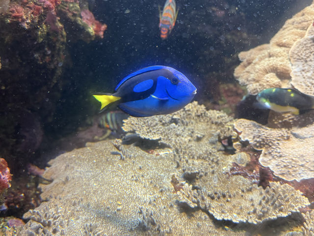 桜島も見える！ロケーション最高の水族館