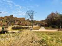 Evergreen Garden: Pyeongtaek’s Secret Sanctuary of Stillness🌿