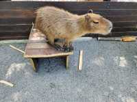 Spend a Wild Day at Yilan’s Lanyang Animal and Plant Kingdom 🦙✨