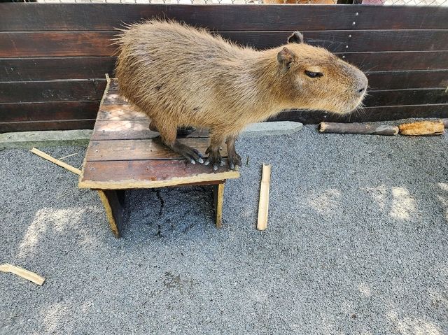 Spend a Wild Day at Yilan’s Lanyang Animal and Plant Kingdom 🦙✨ Spend a Wild Day at Yilan’s Lanyang Animal and Plant Kingdom 🦙✨