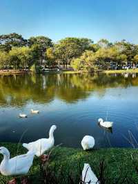 Chimei Park Stroll After Festive Shopping