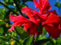 ๐ฟ Karlsruhe Botanical Garden โ Calm Paths, Glasshouses & Classic Beauty