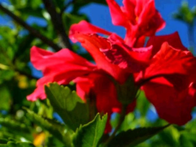 ๐ฟ Karlsruhe Botanical Garden โ Calm Paths, Glasshouses & Classic Beauty ๐ฟ Karlsruhe Botanical Garden โ Calm Paths, Glasshouses & Classic Beauty