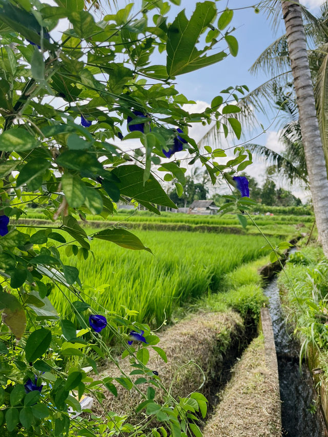  Warung Laklak Pengangon Bakas, A Hidden Local Gem 🌿🍽️