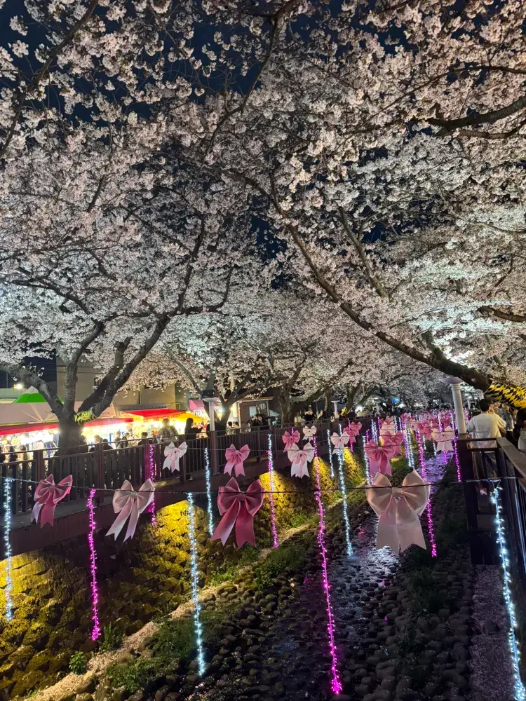 진해군항제는 꼭 한 번 가봐야 해요.