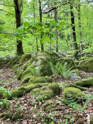 La Bresse  เมืองแห่งขุนเขาและอากาศบริสุทธิ์