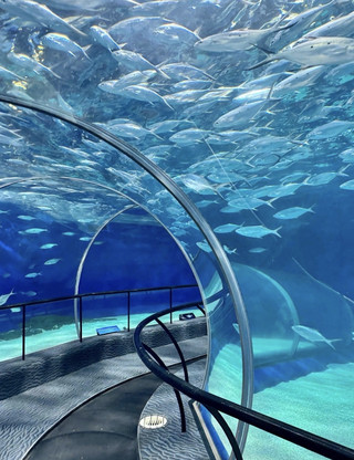 Exploring the Shanghai Ocean Aquarium in the Heart of the City.