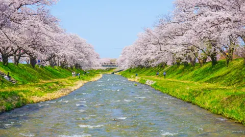 🌸 Asahi Funakawa, Toyama ซากุระริมน้ำที่สวยจนอยากกลับไปซ้ำ! — traveler post in Kurobe
