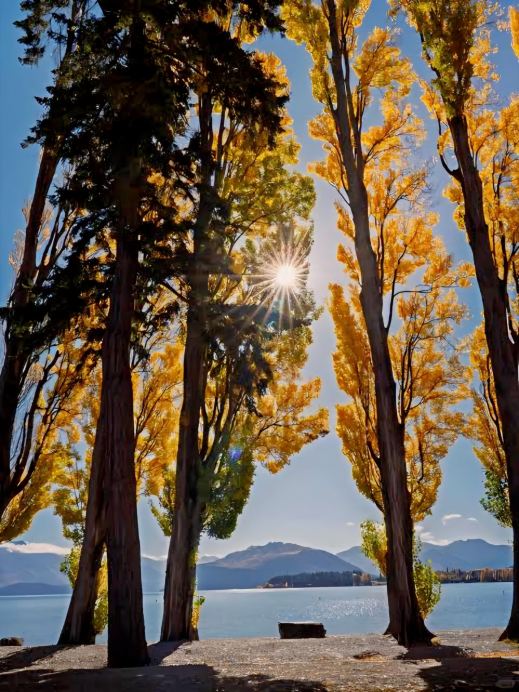 🇳🇿🍂 Falling in love with autumn at Harper Avenue, New Zealand!