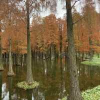 Water forest in Shanghai!