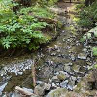 Muir Woods Monument 