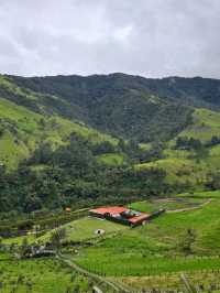 🌟走進《魔法滿屋》的一天｜La Carbonera & Cocora Valley 棕櫚樹仙境攻略 🇨🇴
