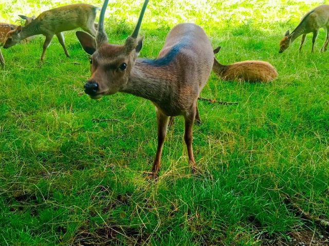 Doneraile Wildlife Park 🗺️