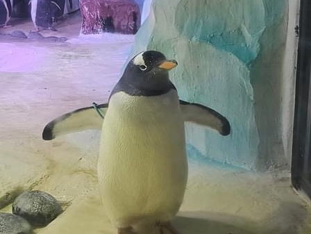 National SEA LIFE Centre Birmingham 🇬🇧