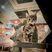 英國人氣貓Cafe~ Kitty Cafe